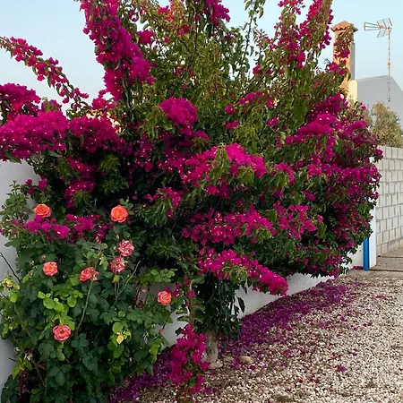 Vakantiehuis Mirador Cumbres Conil - Piscina Jardin Xl